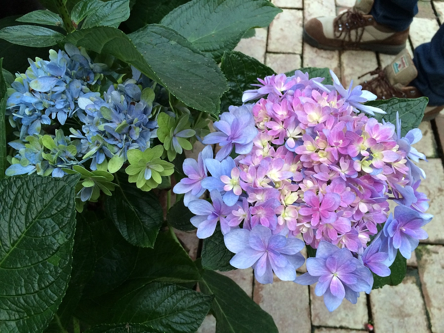 花さん推しの方々へのお願いです。加茂荘花鳥園の一江さんの宇宙的アジサイとともに。