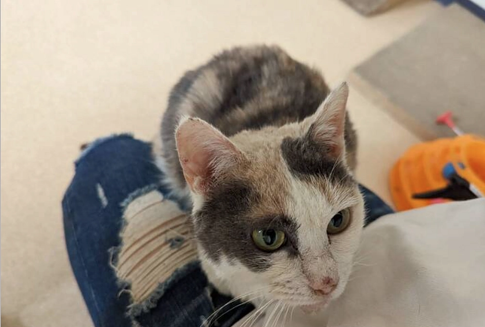 ボランティアスタッフによる応援リレーVol5