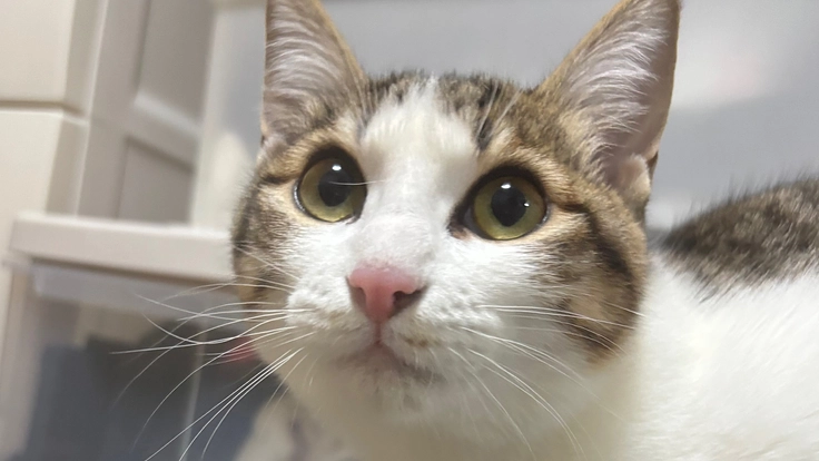 『モカの病気を治したい！』   FIPの治療費が必要です