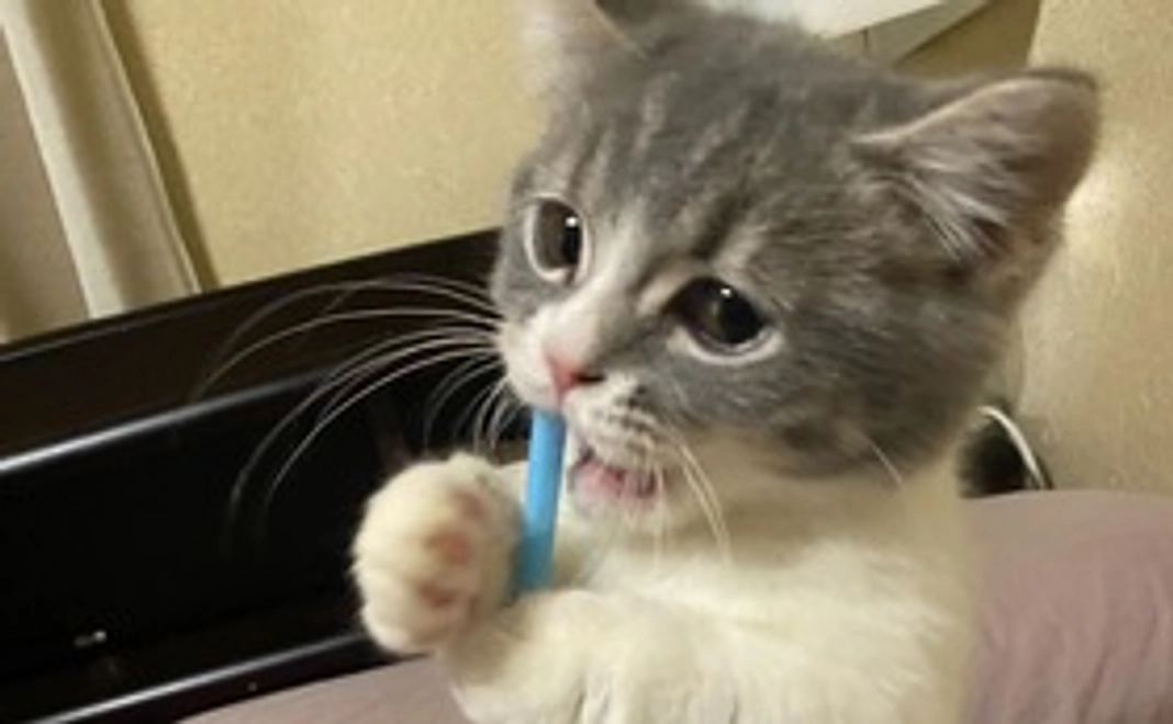 全力応援(リターン不要）1000円コース