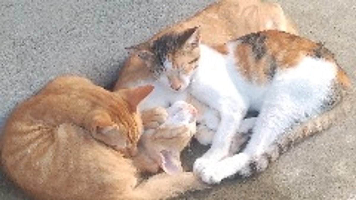 目標達成のお礼とネクストゴールにチャレンジへの挑戦について