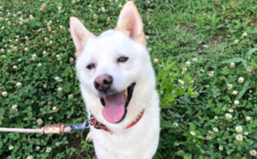 サンキューメール