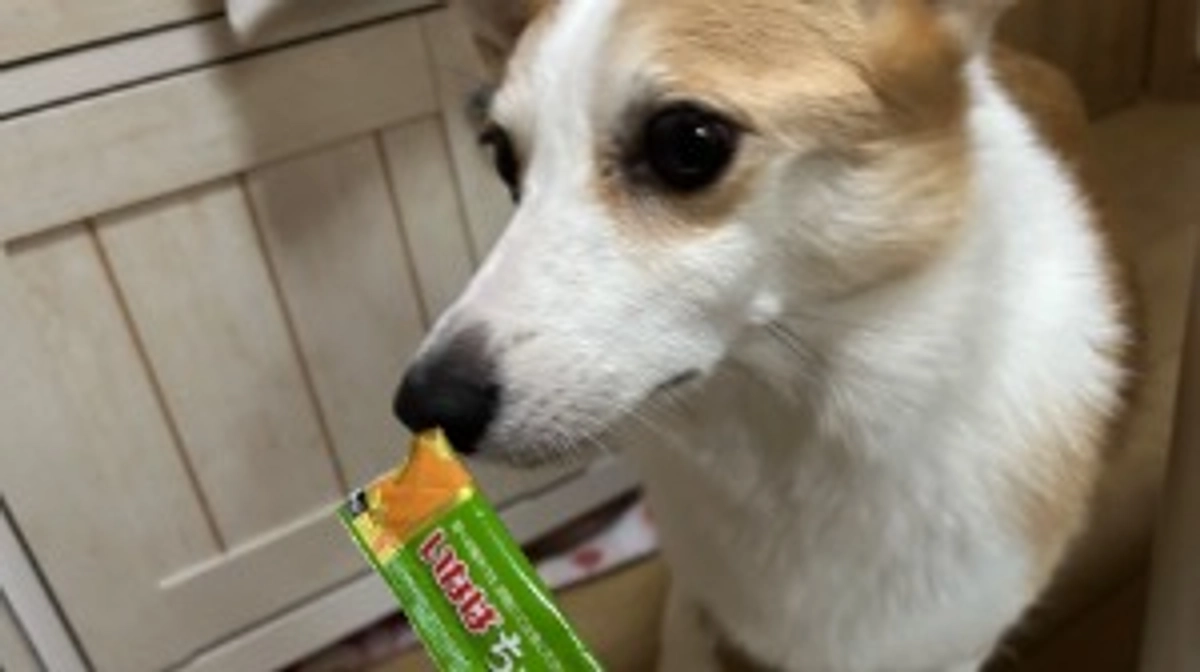 ルウちゃん異常なしでした！元気です！