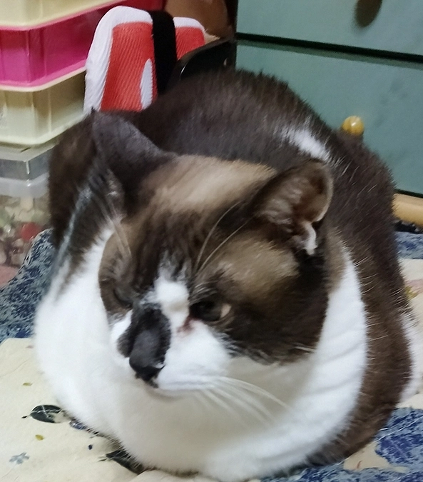 今後の活動報告について。