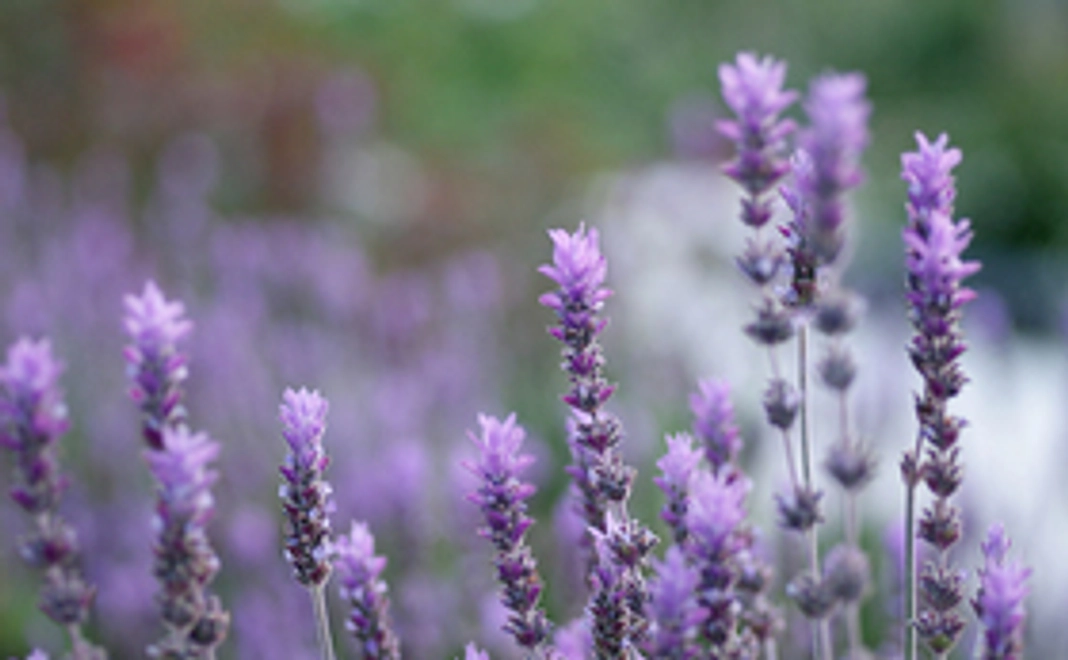 富良野特産品の詰め合わせギフト（D）