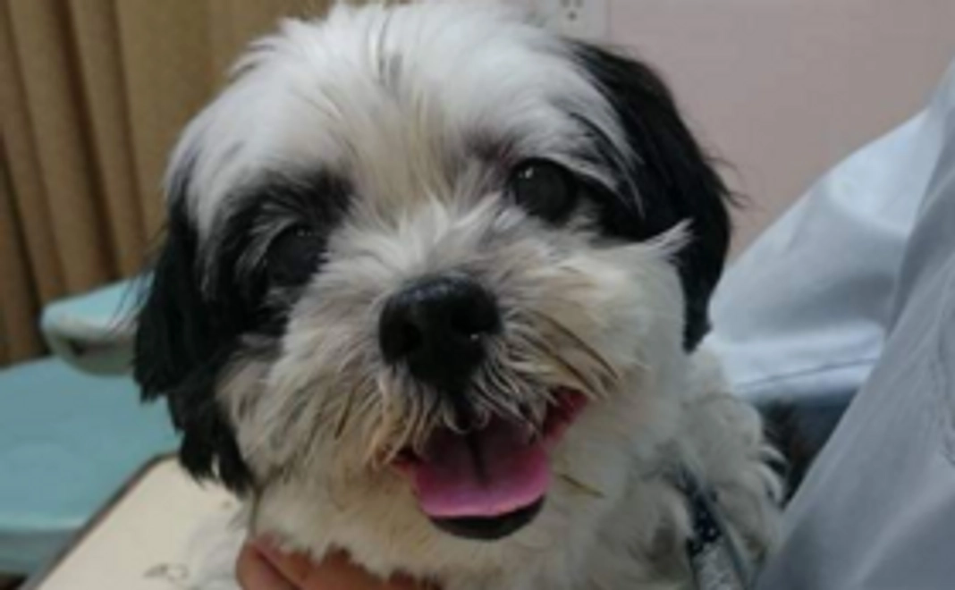 桜咲くダイスケコース