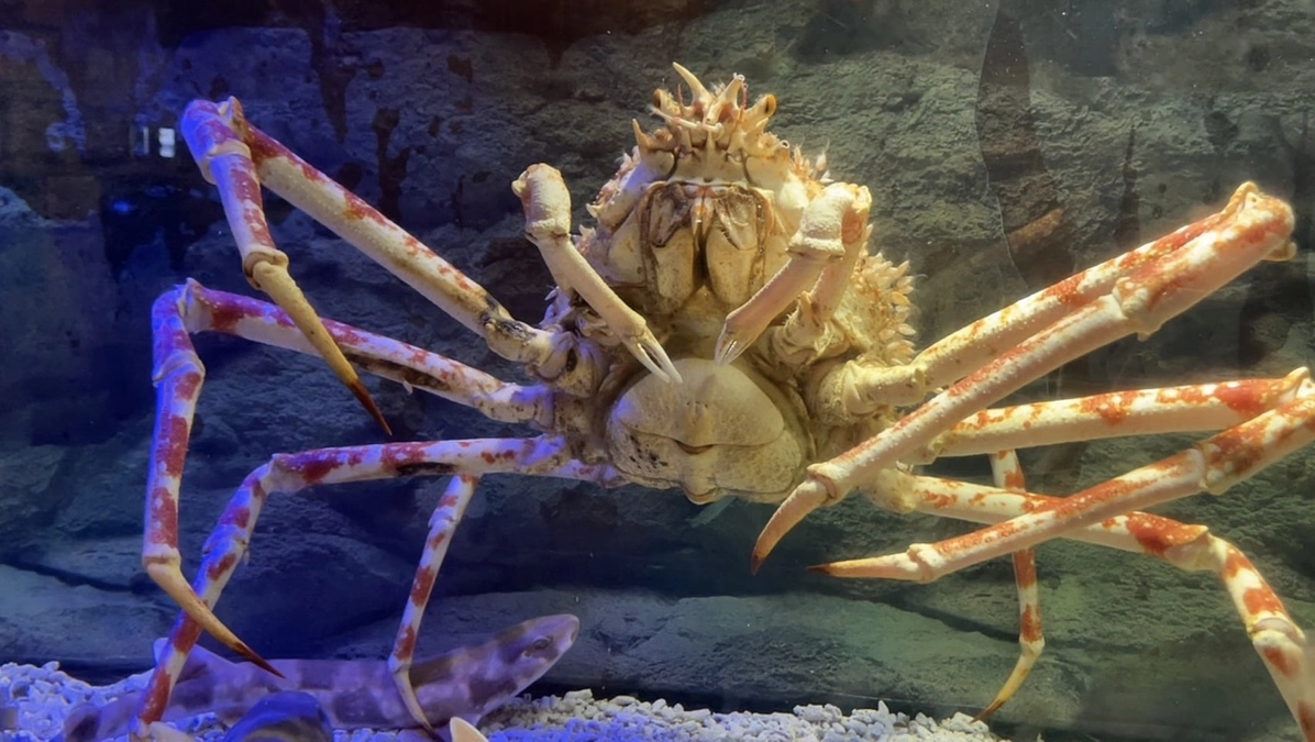 支援率８０％達成！　残り２０％お願いします！！　お仕事紹介です！！！