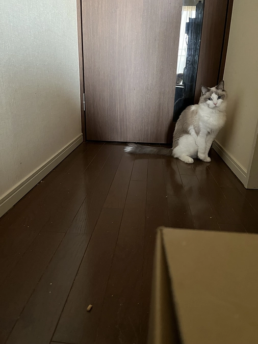 ソラの食事サプリメントその④(サプリメント編)