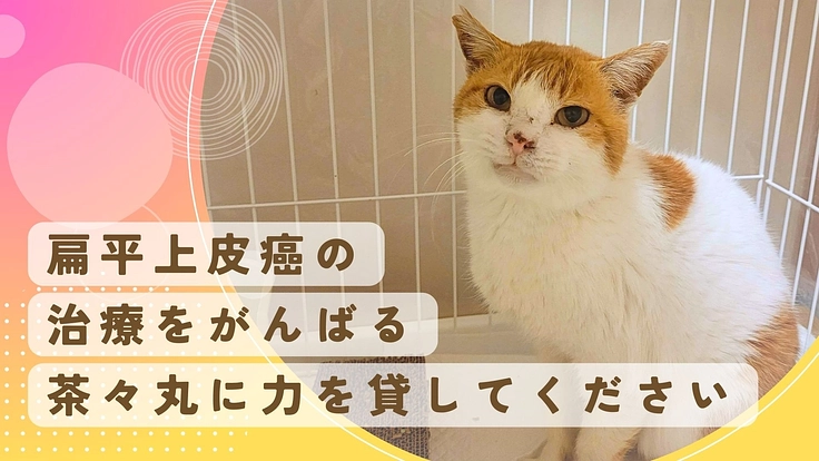 扁平上皮癌の手術を受けさせたい！お外で頑張ってきた保護猫茶々丸