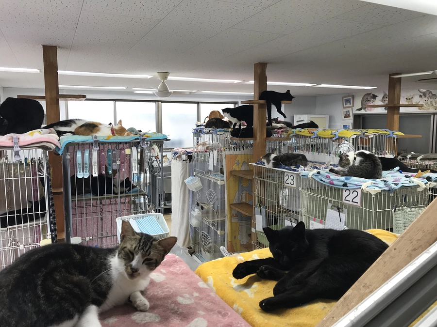 たくさんのご支援ありがとうございます！