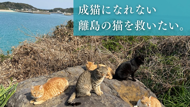 過酷な環境で暮らす猫を救う。長崎の離島「壱岐」の猫に不妊去勢手術を