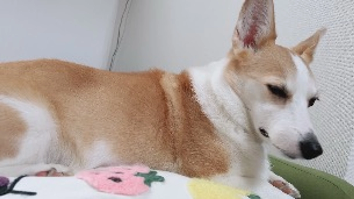 ルウちゃんの様子☔️クラファン終了まであと5日！