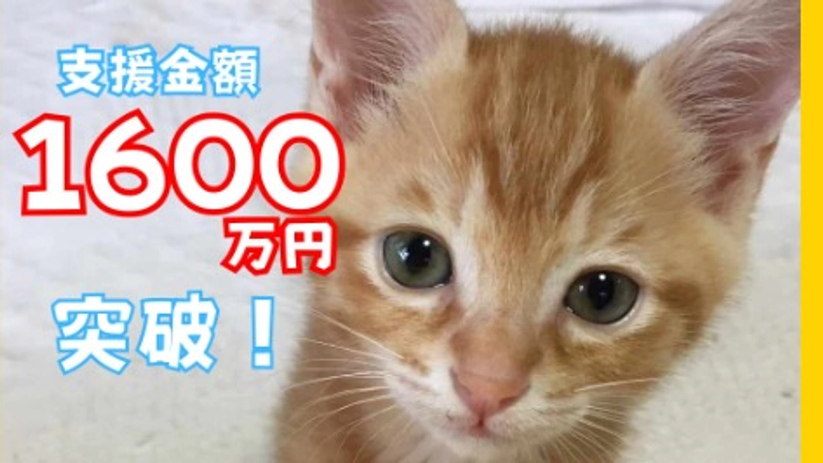 【1600万円突破！】ネクストゴールまであと363万円！いただいた応援メッセージを胸に突き進みます！