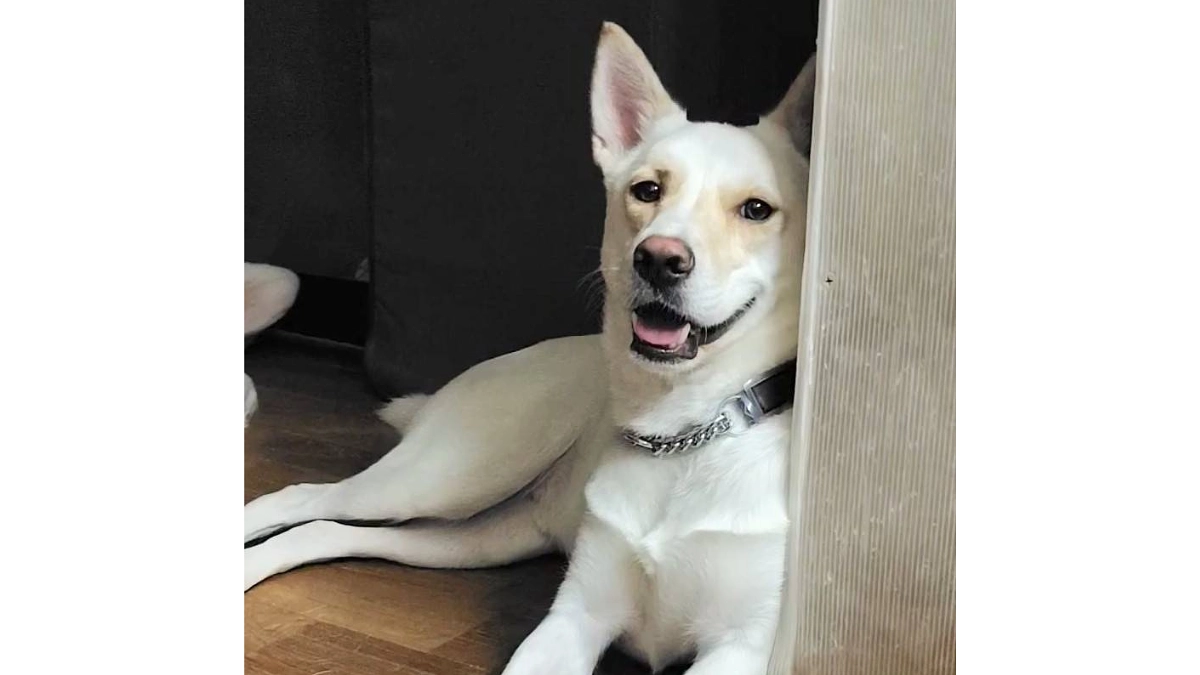 レーベンっ子のご紹介①香川県で、台風後、河川敷の中州に取り残されていた「リーバ」