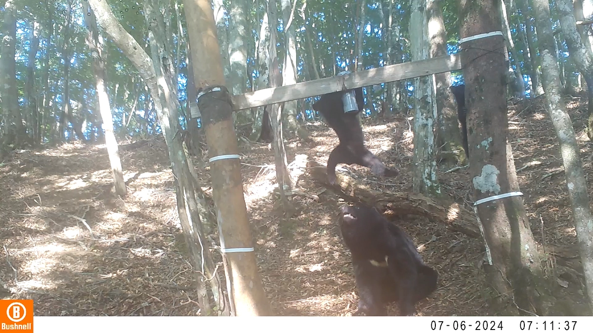 四国のツキノワグマ、最新調査の結果を公表