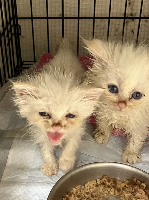 多頭飼育崩壊について思うこと