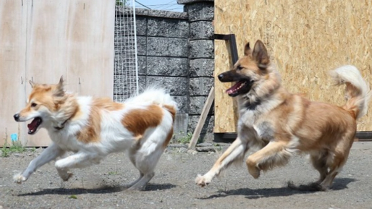 施設内ドッグランを清潔で快適なコンクリート張りにしたい!