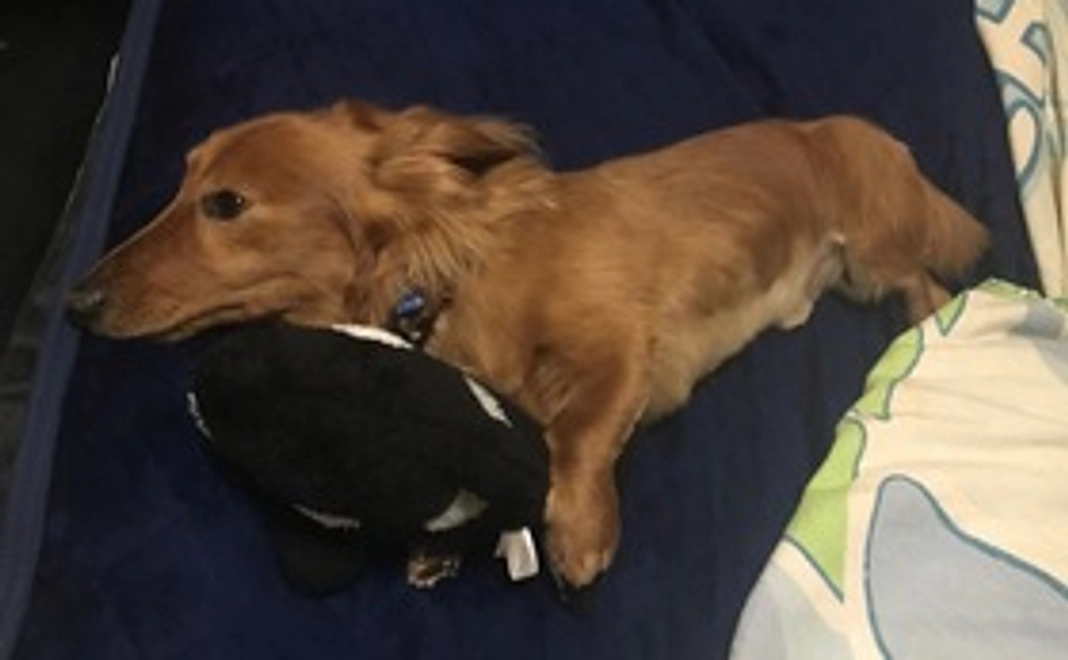 アルビンを応援！１