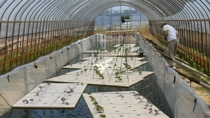 特許申請中のミネラル酵素溶液による、ほうれん草水耕栽培！！