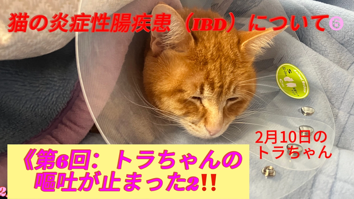 猫の炎症性腸疾患（IBD）について❻