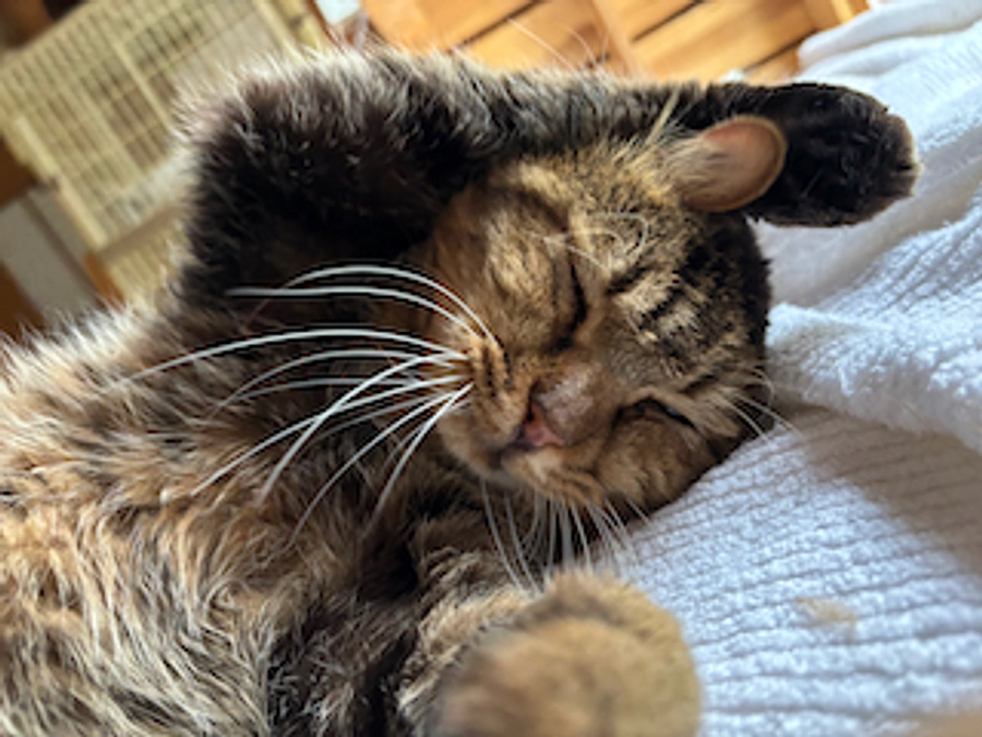 お礼とお知らせ/２０２４年５月２５日