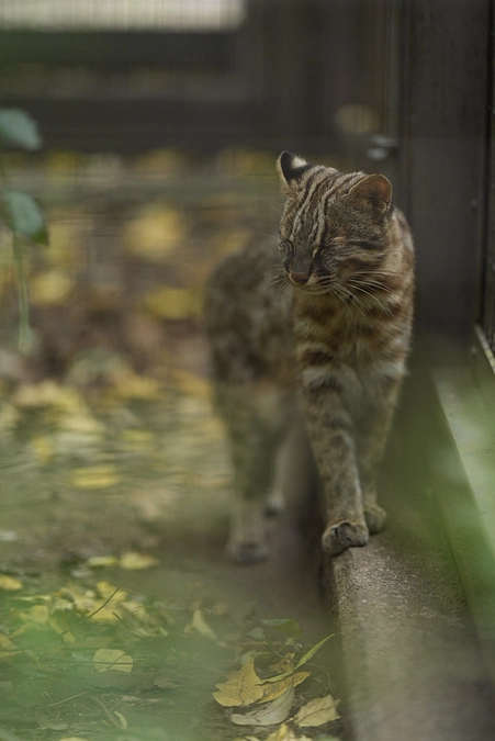 よこはま動物園ズーラシアのヤマネコイベントに出展します。
