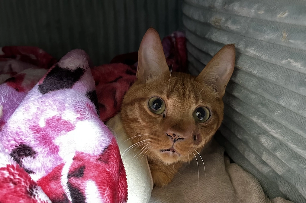 7／31   セカンドオピニオンが決まりました