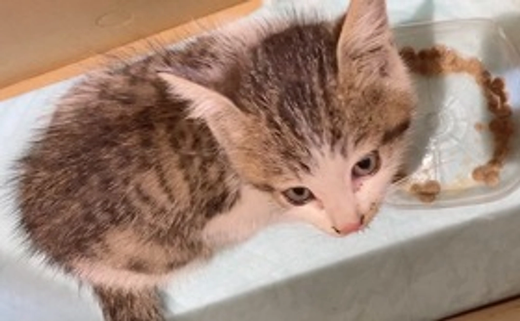 ともえ 感謝のメール