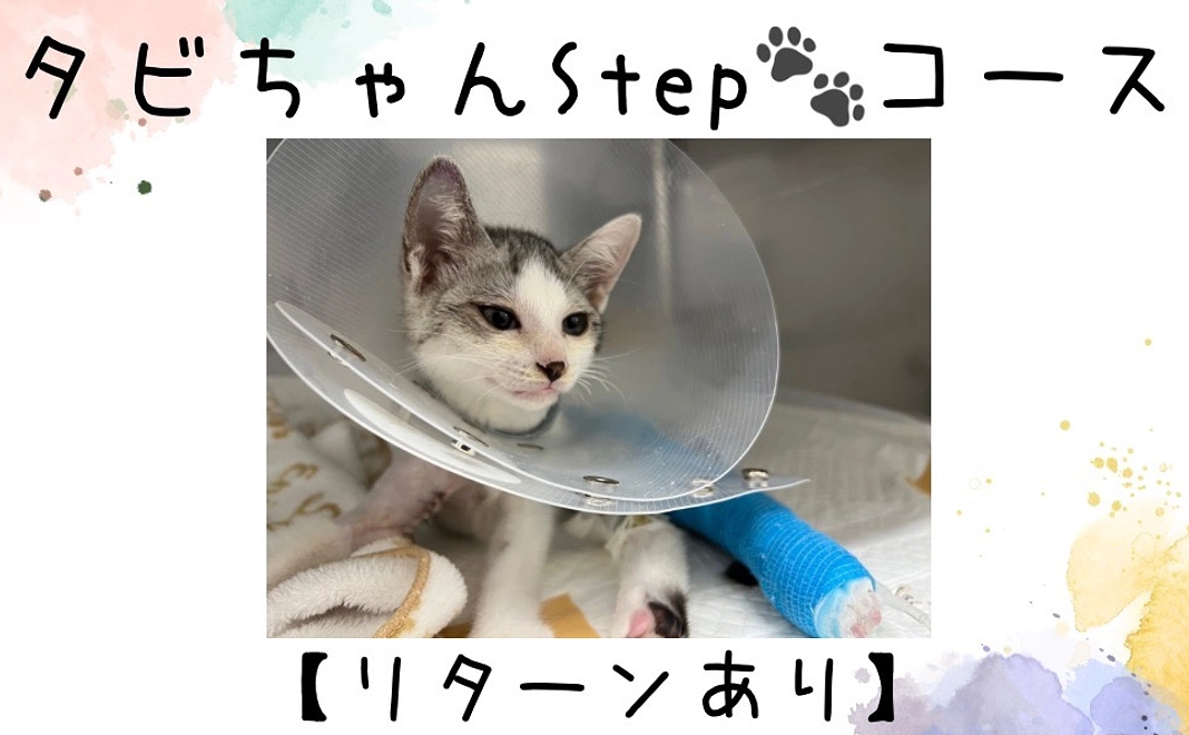 タビちゃんStepコース  【リターンあり】