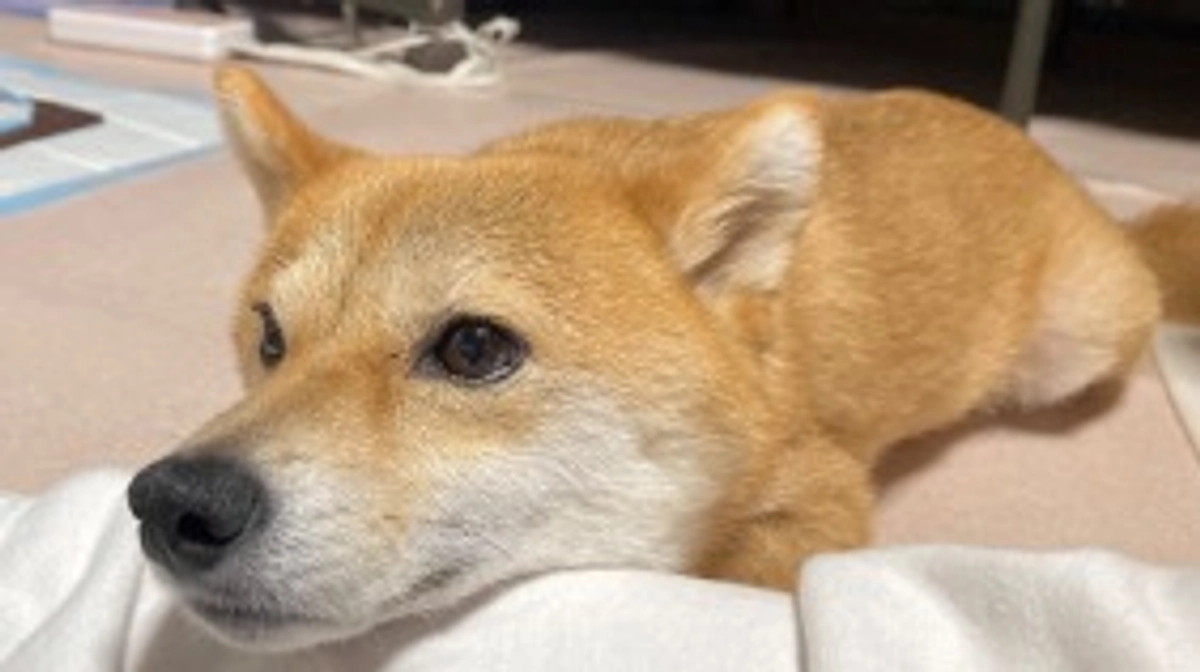 本日の23:00までです！