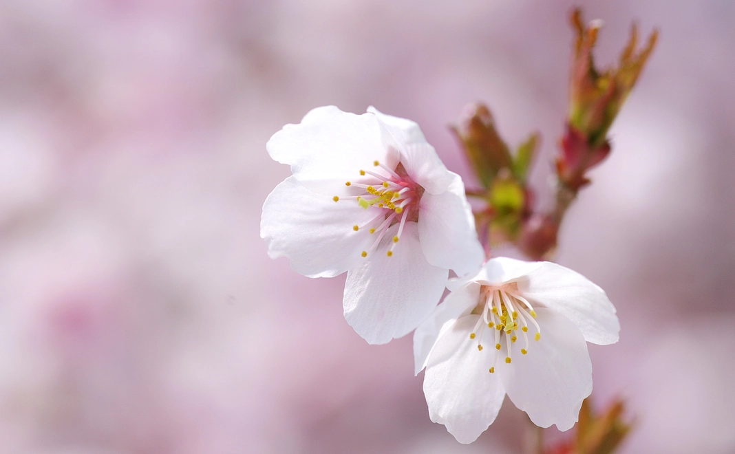 クラファン限定 桜コースター