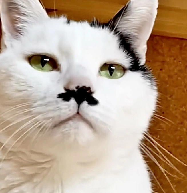 イタチ君の優しい話