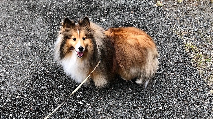 ラッキー6歳を助けて！骨のガン余命3ヶ月手術不可能治療費を助けて！