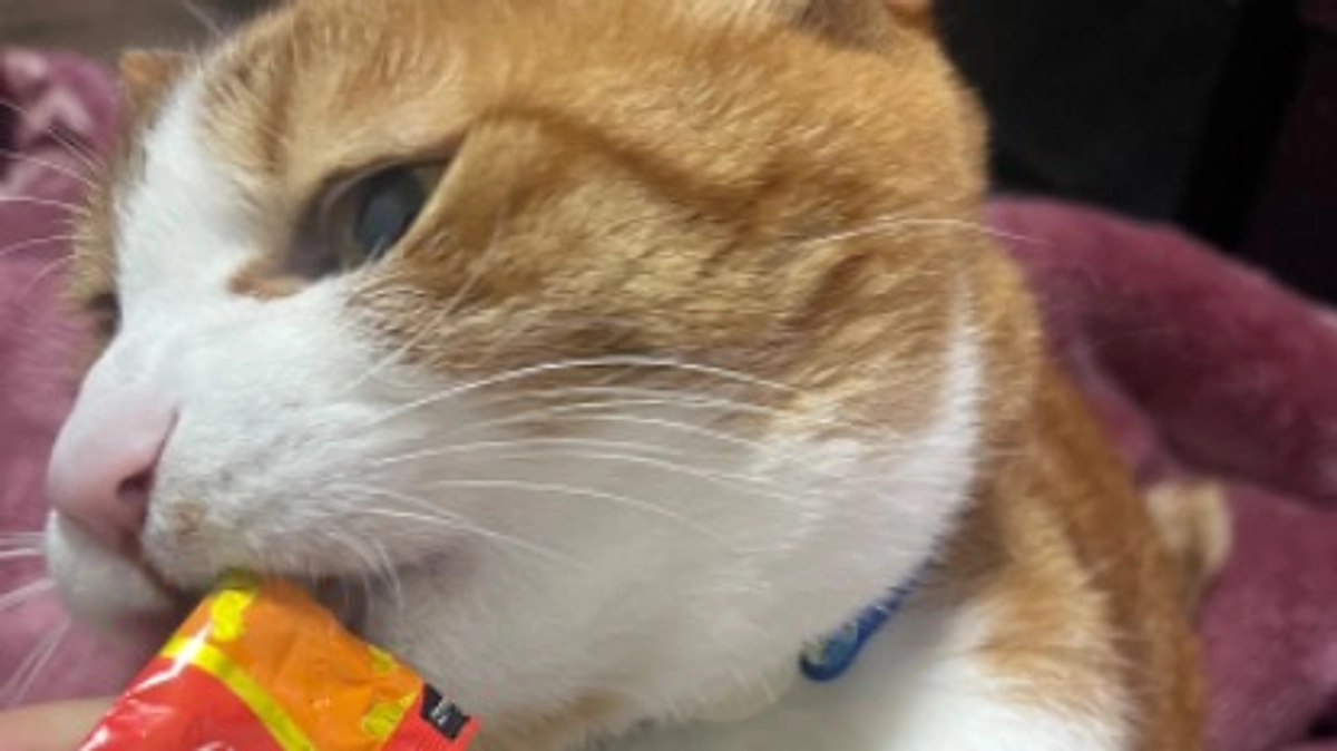 終了まで残り4時間…