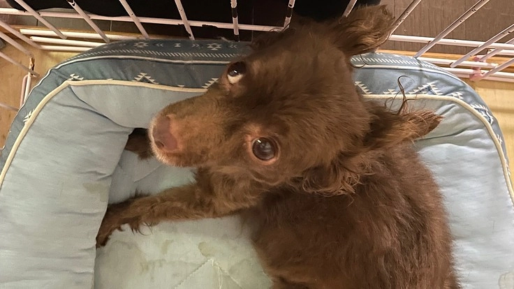 子宮蓄膿症とたたかうチョコちゃんの治療にご支援をお願い致します