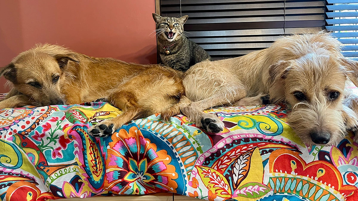 里親様からいただいたお写真とメッセージをご紹介します！（第5弾）