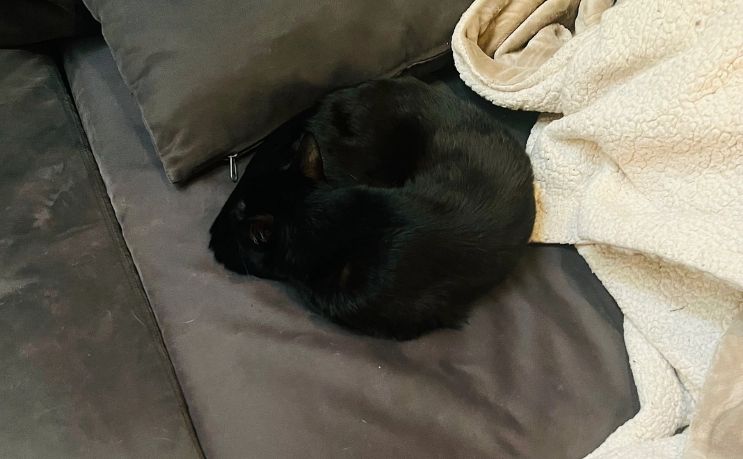 頑張れクロたん