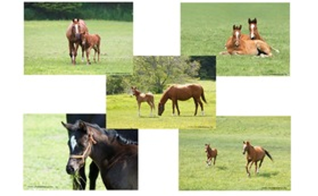 ポストカード　サラブレットの子供達