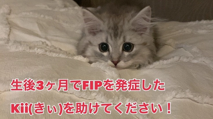 生後3ヶ月でFIP(猫伝染性腹膜炎)と闘う小さな命を助けて下さい!