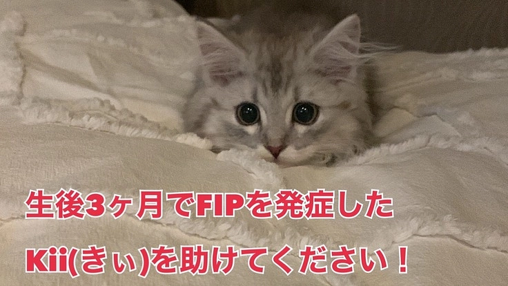 生後3ヶ月でFIP(猫伝染性腹膜炎)と闘う小さな命を助けて下さい！