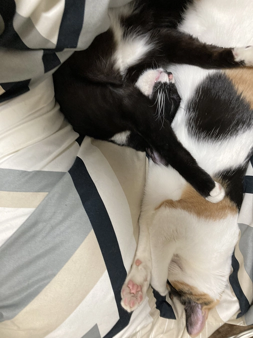 飲み薬開始その6！