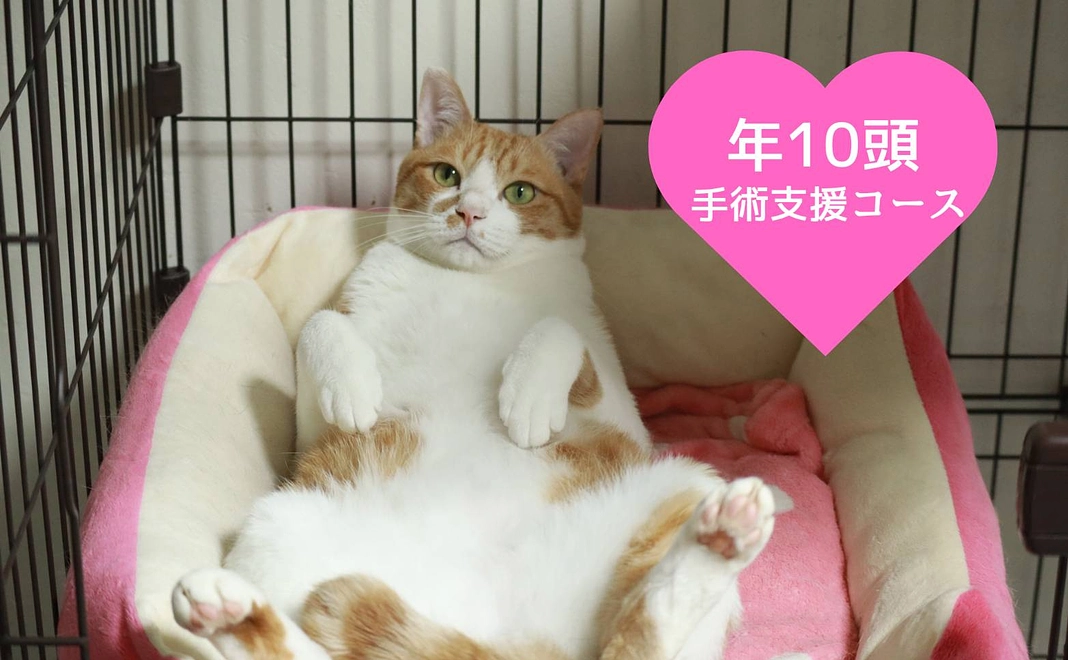 年10頭手術支援コース