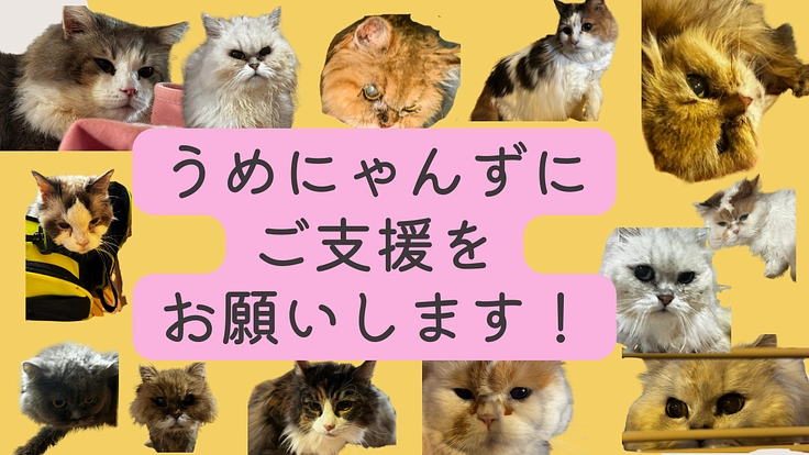 がん闘病のママを待つにゃんずにご支援を！