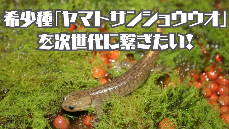 滋賀県田村山の希少種「ヤマトサンショウウオ」を次世代に繋ぎたい!
