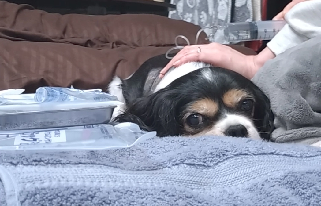 10月21日かかりつけ受診とハニーの様子