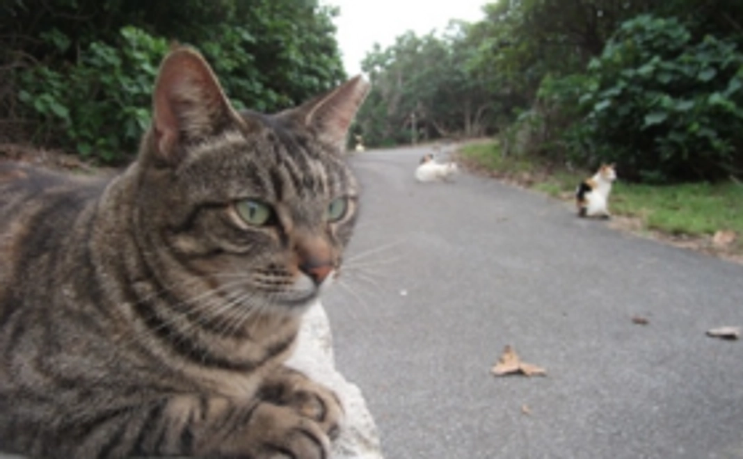 【石垣の猫たちを応援コース】