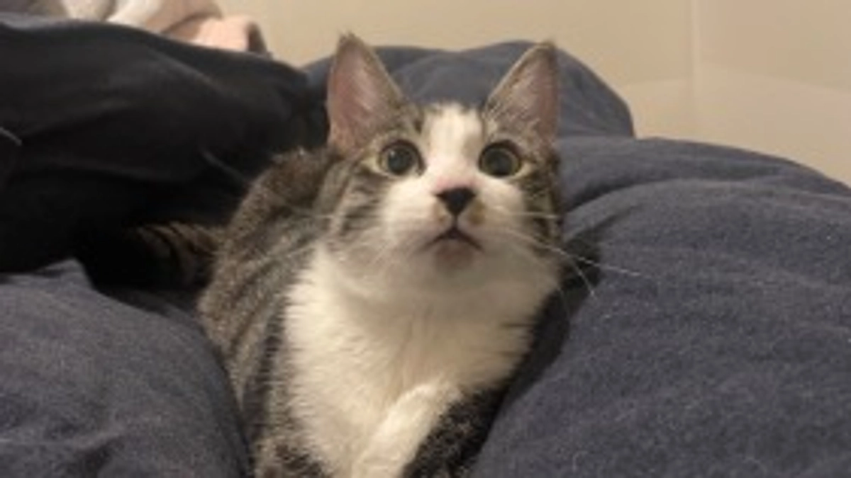 カノアの兄さん。