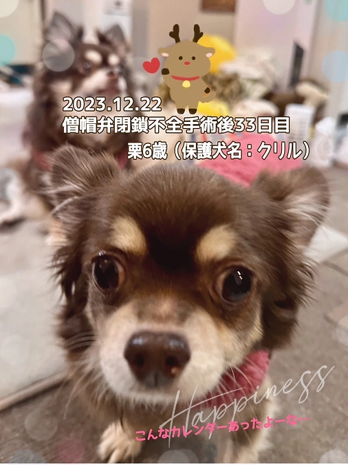 術後33日目。栗ちゃん 実はお転婆娘でした‼︎ 笑