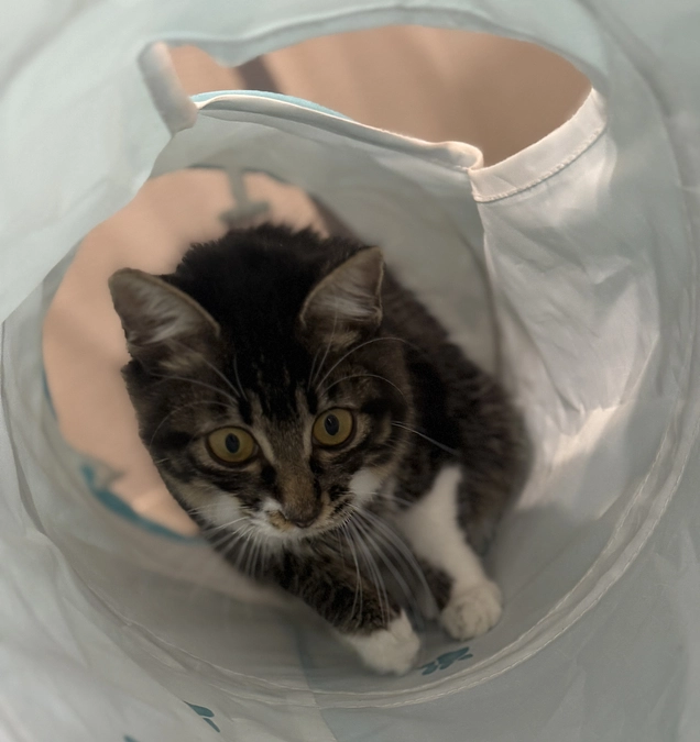 外注の検査結果が返ってきました🏥