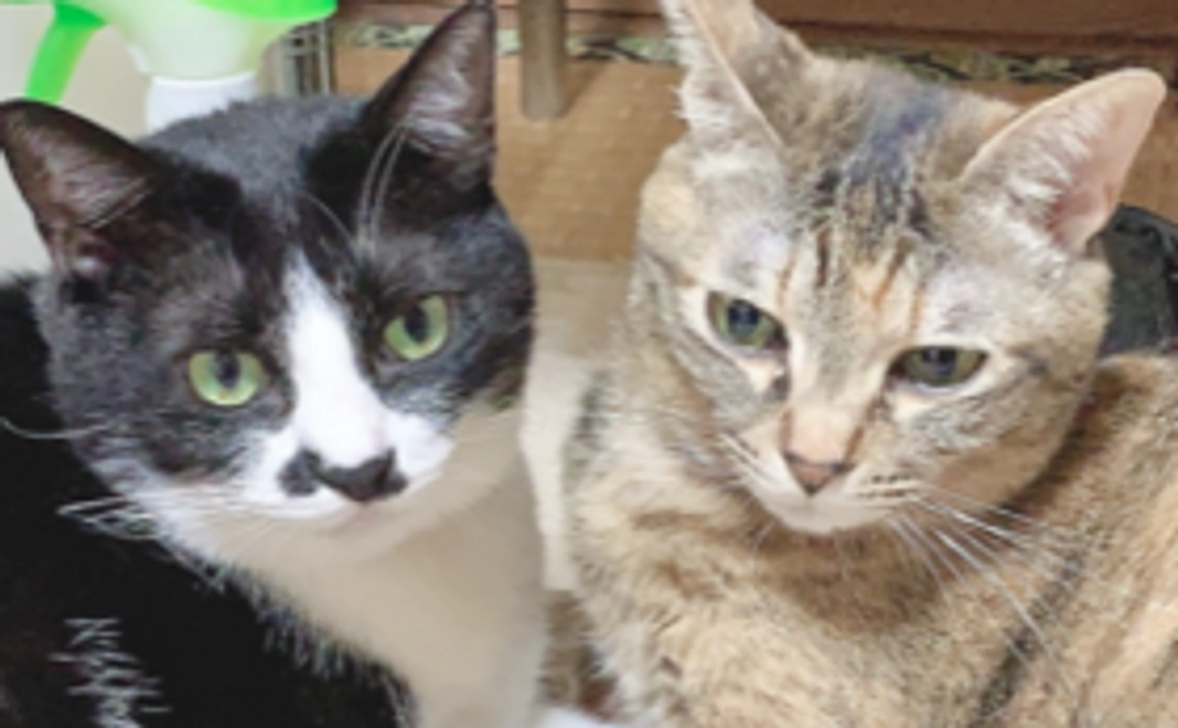 応援☆お家にずっと居れる応援コース